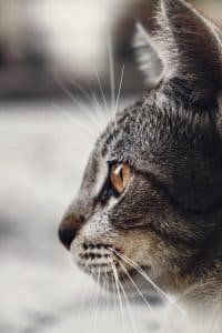 animal pet cute grey