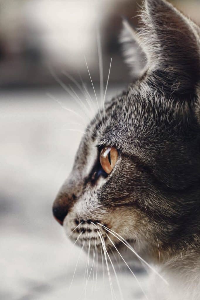 animal pet cute grey